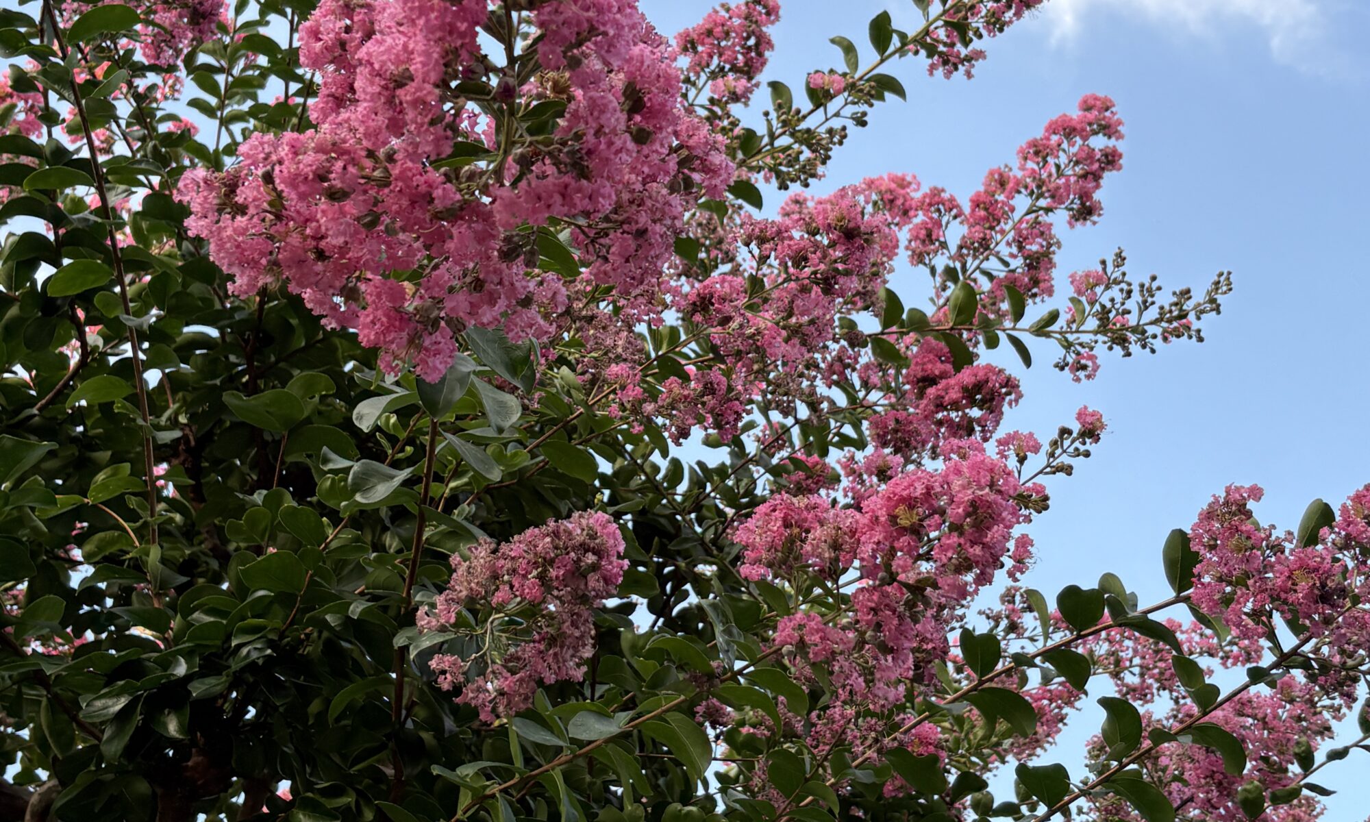 夏の青空の下で咲くピンク色の百日紅（さるすべり）の花