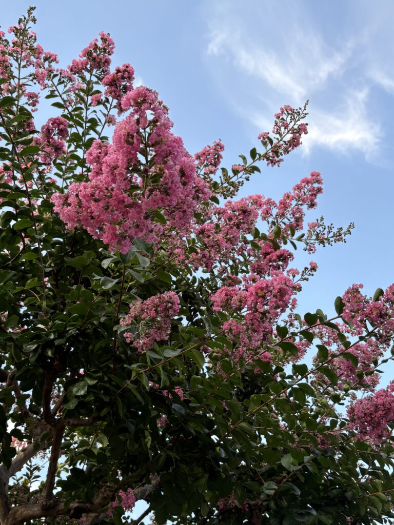 夏の青空の下で咲くピンク色の百日紅（さるすべり）の花